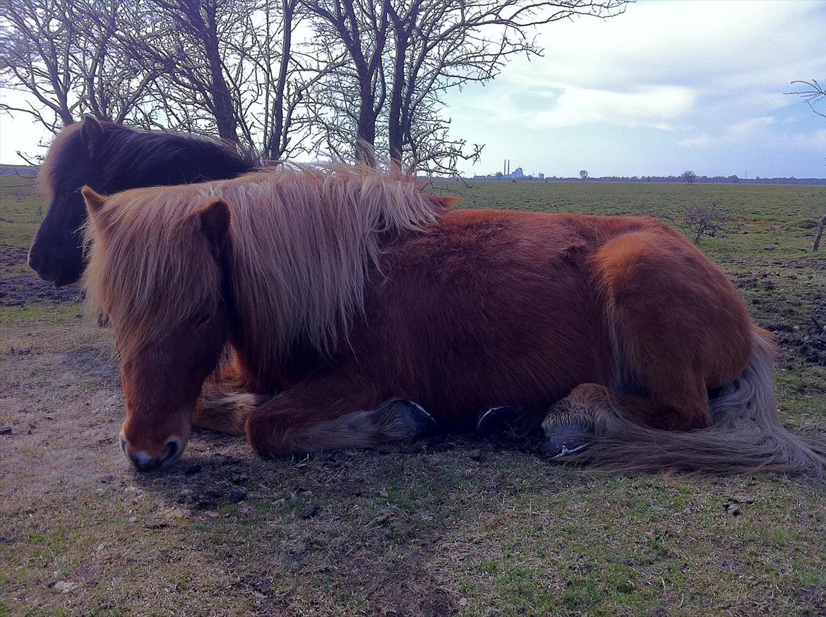 Islænder Düfa fra Attemosegård billede 9