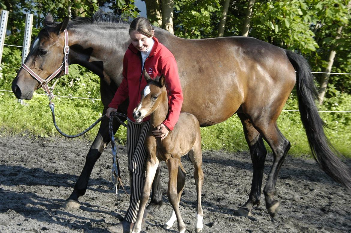 Dansk Varmblod Bonita - Believe me - Rita og hendes føl Donna. billede 6