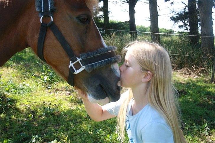 Anden særlig race Chanel - kommunemester 2013 spring - mule kys <3 :D dejlige pony <3 billede 19