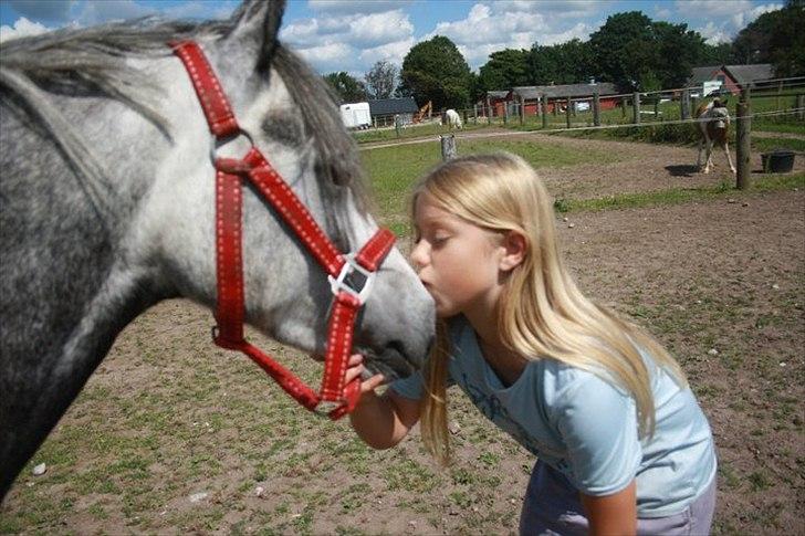 Welsh Pony (sec B) Spinelly (Solgt) - mule kys <3 lille grisling <3  billede 11