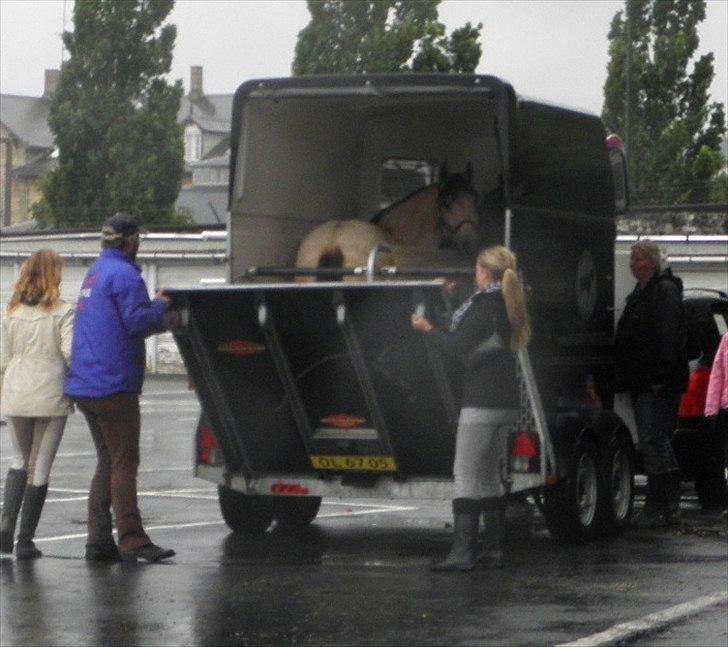 Polsk Ædelt Halvblod Dama (Lady) - „En overraskelse kan være så nem at give ud. Men hvis du får den af nogen, føles den meget større.“ billede 19