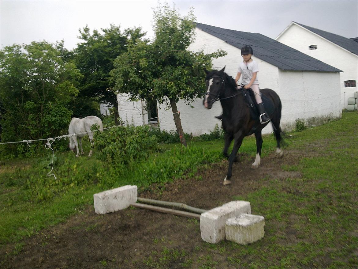 DSP Skovgårdens Sigma ( R.I.P) - Emma og Sigma springer. billede 14