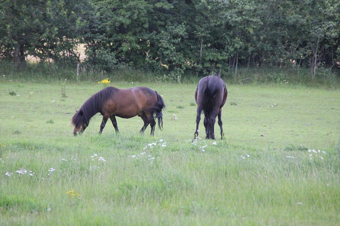 Shetlænder Rican *Rider* billede 5