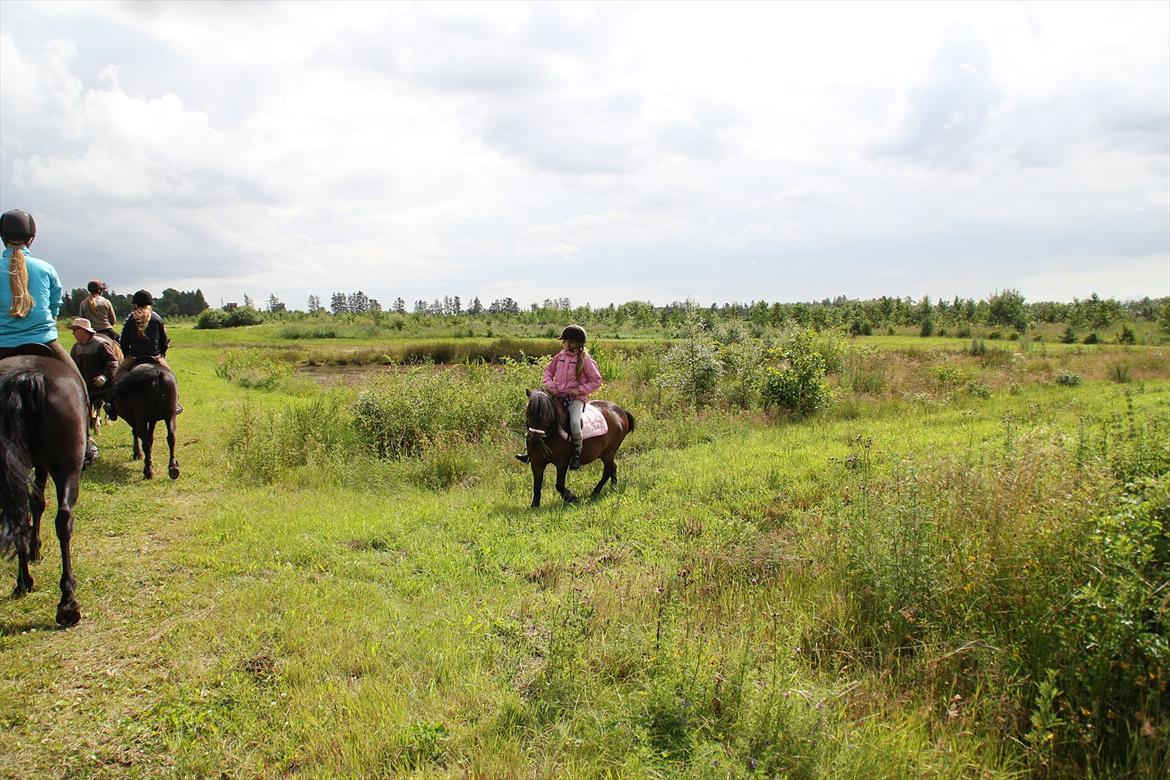 Shetlænder Rican *Rider* billede 6