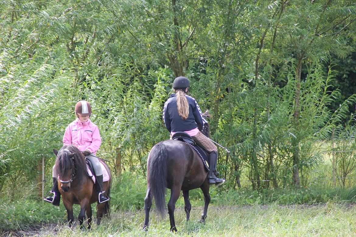 Shetlænder Rican *Rider* billede 7