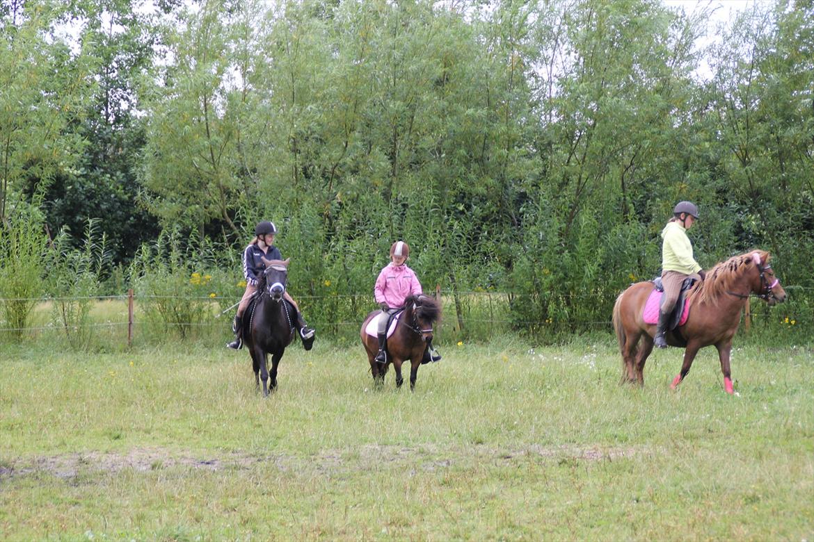 Shetlænder Rican *Rider* billede 8