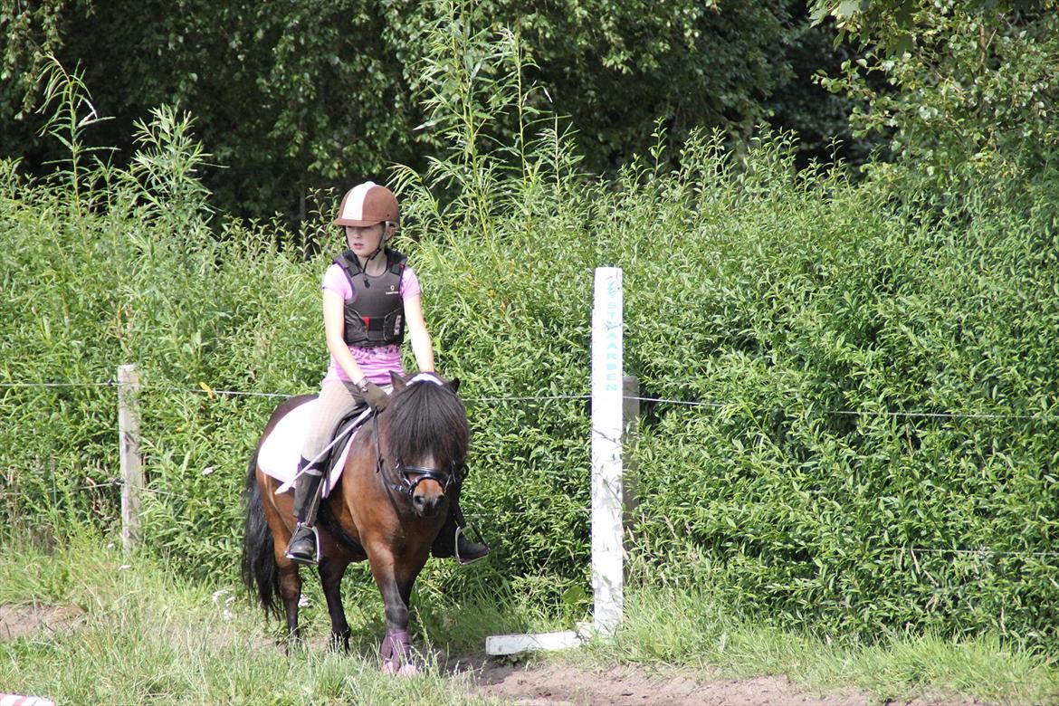 Shetlænder Rican *Rider* billede 9