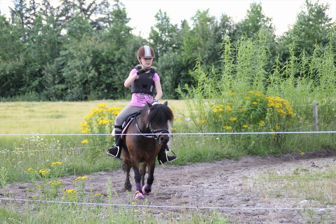 Shetlænder Rican *Rider* billede 10