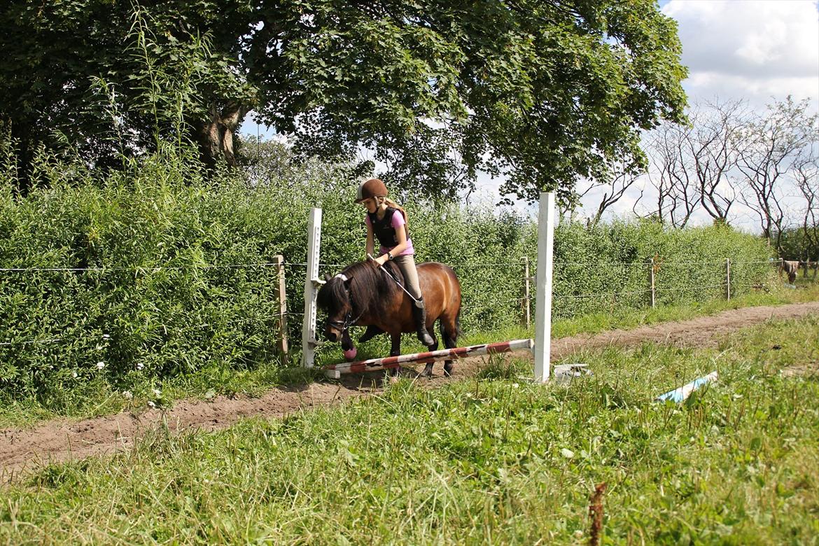 Shetlænder Rican *Rider* billede 11