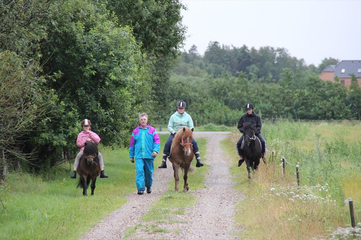 Shetlænder Rican *Rider* billede 12