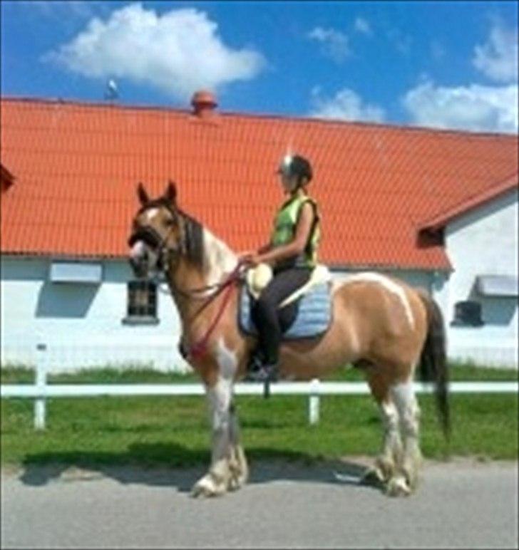 Irish Cob Crossbreed Bambie blue - bambie og jeg på tur :) foto: sussi (bambies ejer) billede 15