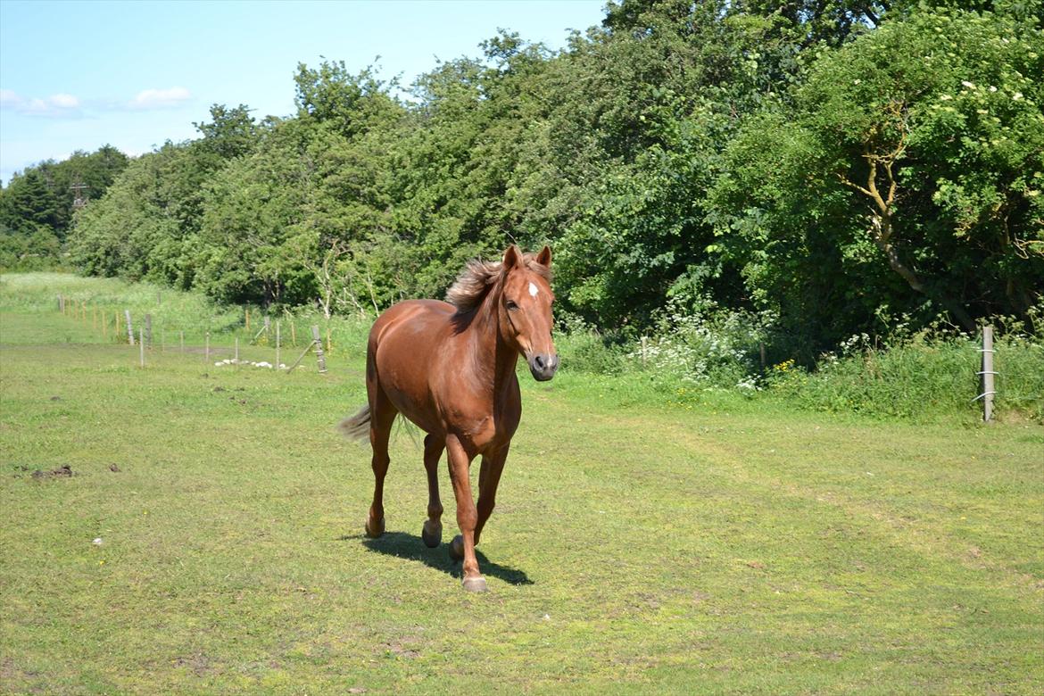 Welsh Pony af Cob-type (sec C) Bakkegaardens Aladdin - Allan. - når du er glad, er jeg også!(':<3<3 billede 5