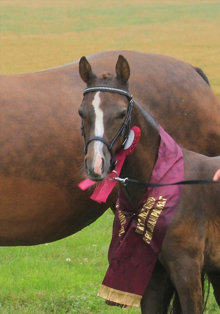 DSP | Perfect Baylia Basensa| - Til Katrinelunds Følchampionat 2011. Blev Bedste Ponyføl. Karakter: 8-8-7-7-8-7-8. Dato: 23 Juli 2011 billede 6