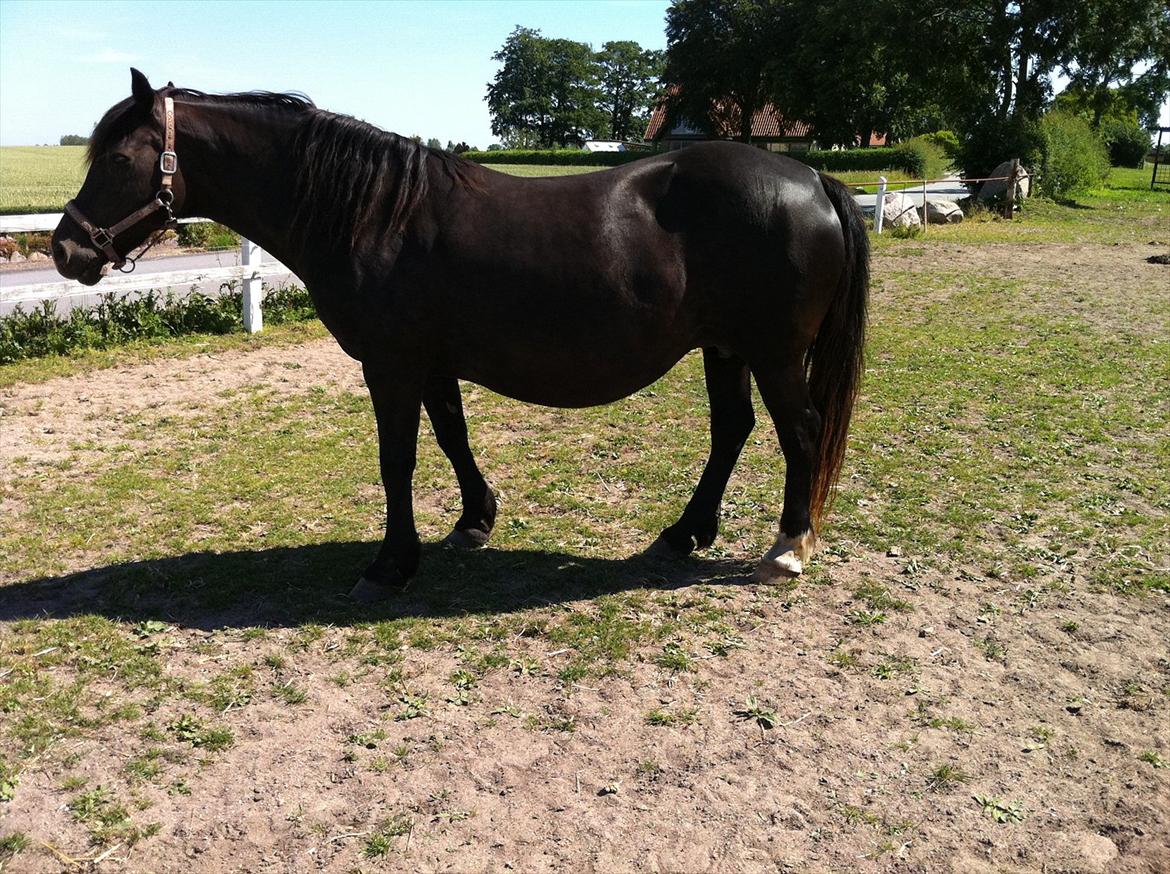 Welsh Cob (sec D) De Busies Black Bess - 14 dage før foling, stakkels pony :) billede 19