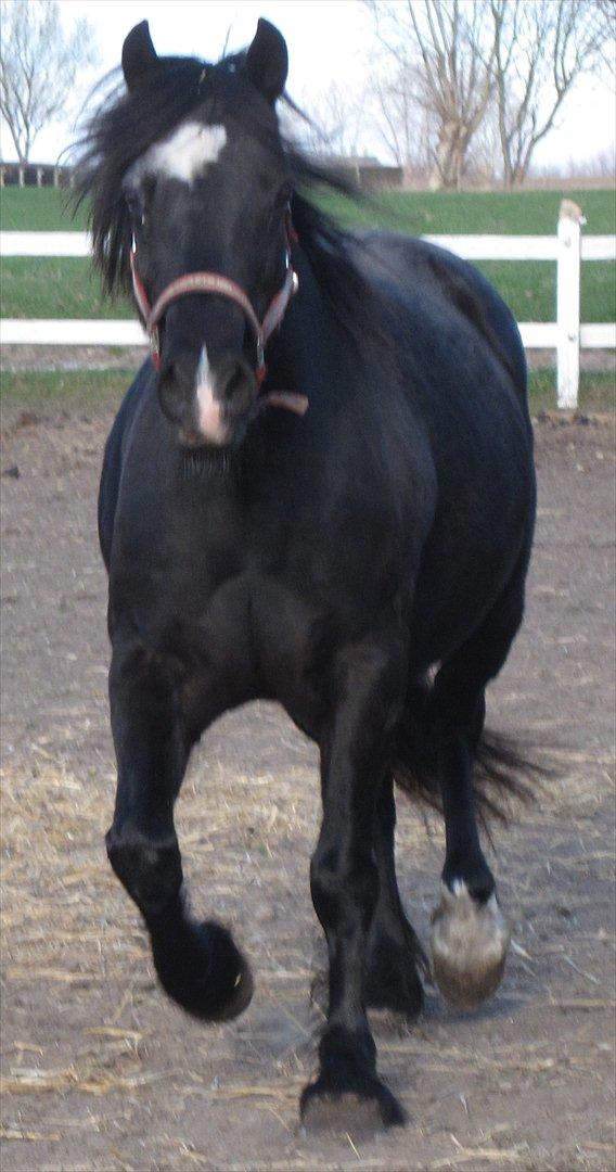 Welsh Cob (sec D) De Busies Black Bess - ja ja ja, nu kommer jeg.... ;) billede 20