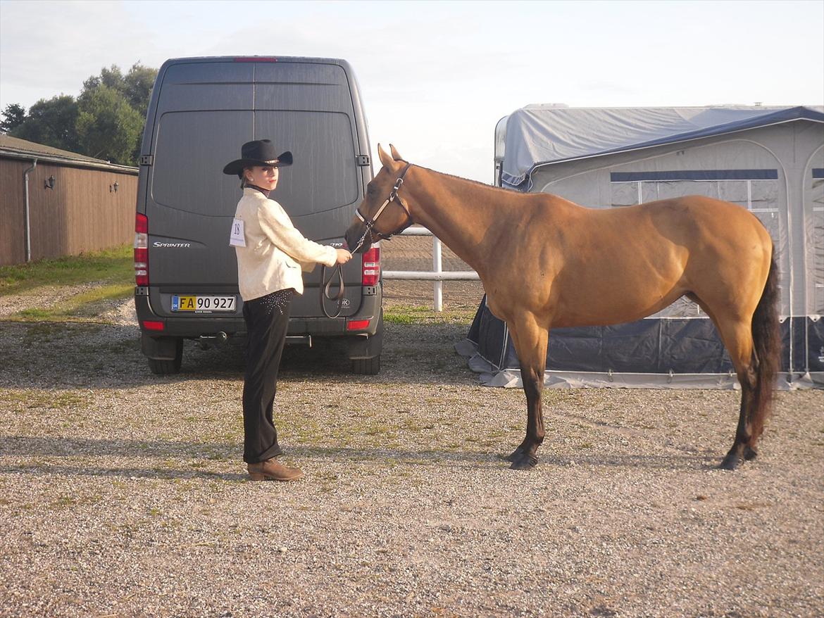Quarter Scarlet O'Bueno - Dm 2010 billede 3