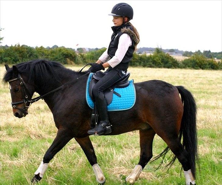 Welsh Pony (sec B) Korreborg's Sonny Boy " SOLGT" :( - dejlig tur på marken :) billede 8