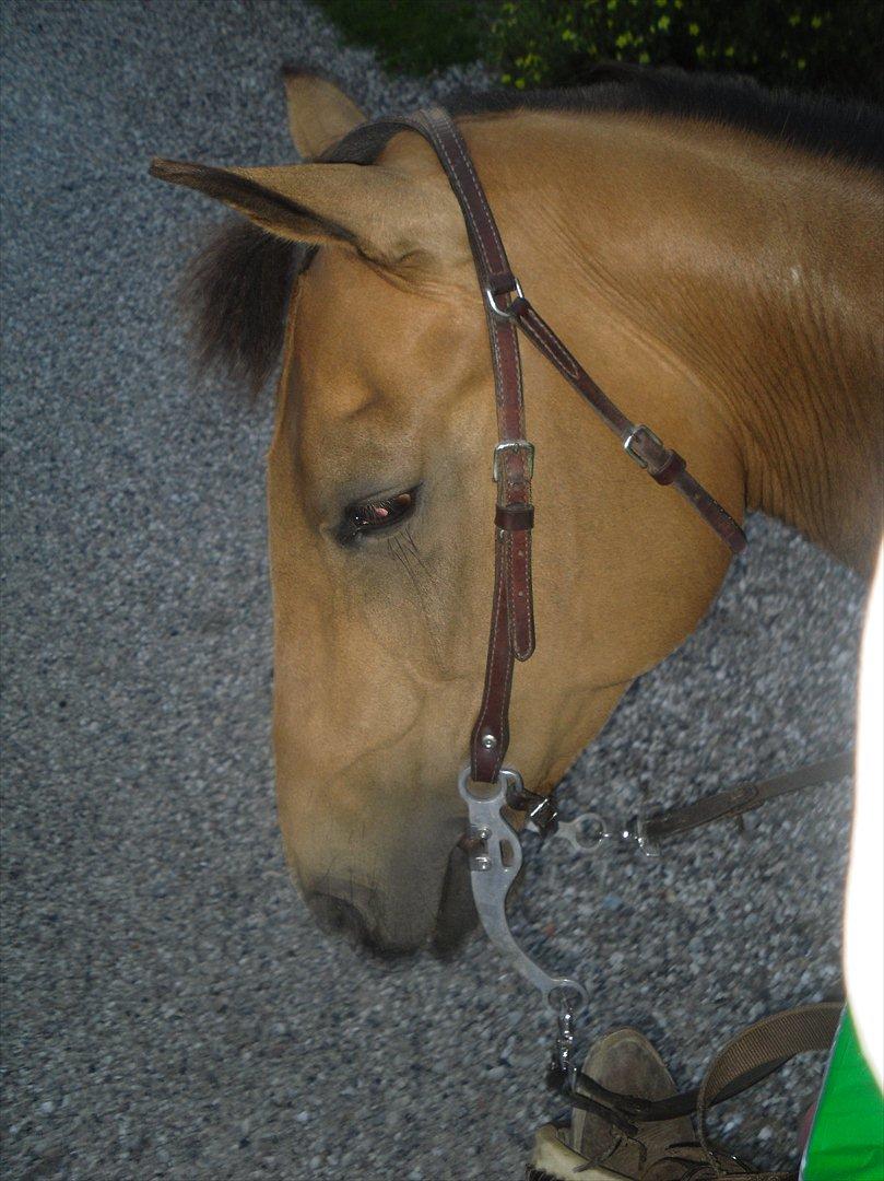 Quarter Scarlet O'Bueno - Hygge :-) billede 5