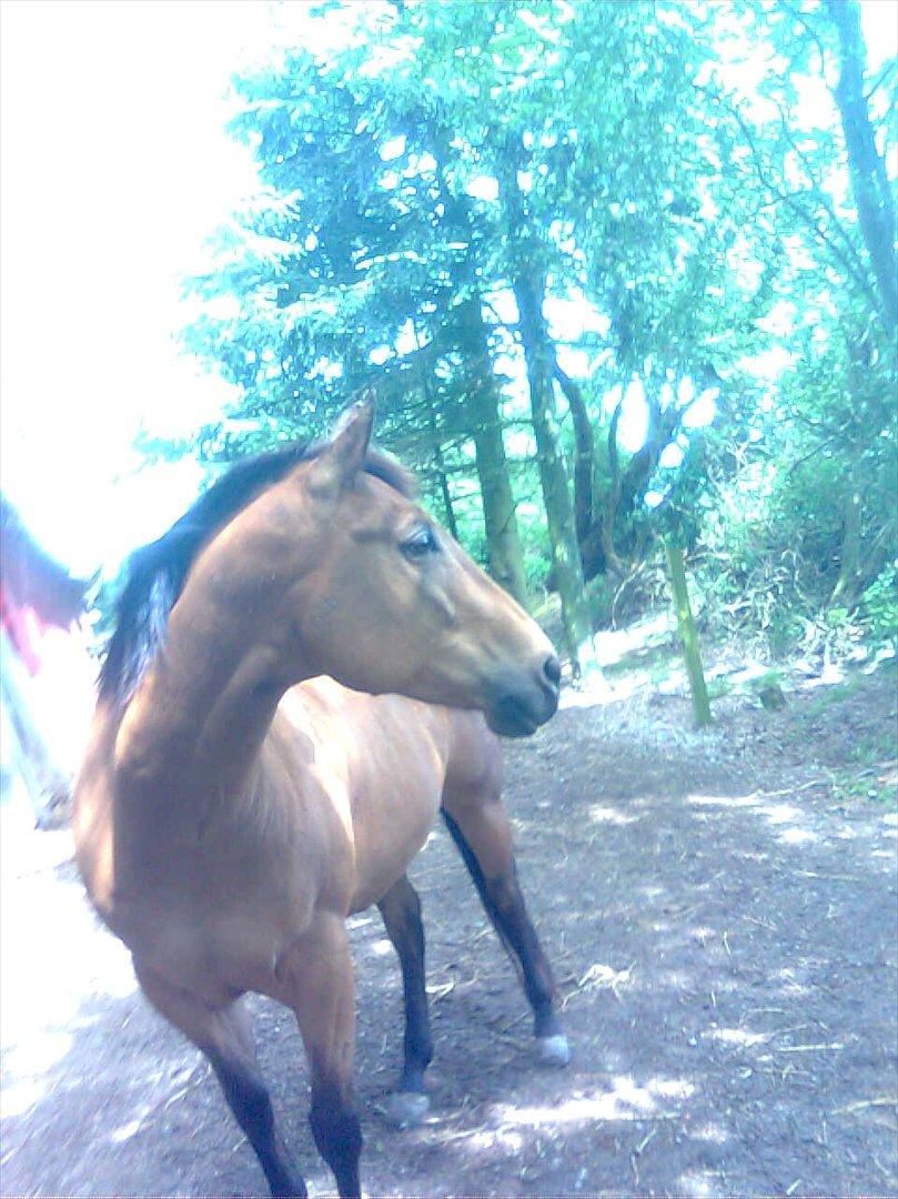 Quarter Scarlet O'Bueno - Dejlig sommerdag <3 billede 6