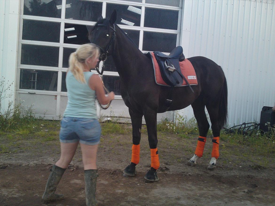 Dansk Varmblod Skovly's Lamingo - d. 20-7-2011
første gang med ALT udstyr på plus bid og kun anden gang med hovedtøj :)  billede 5