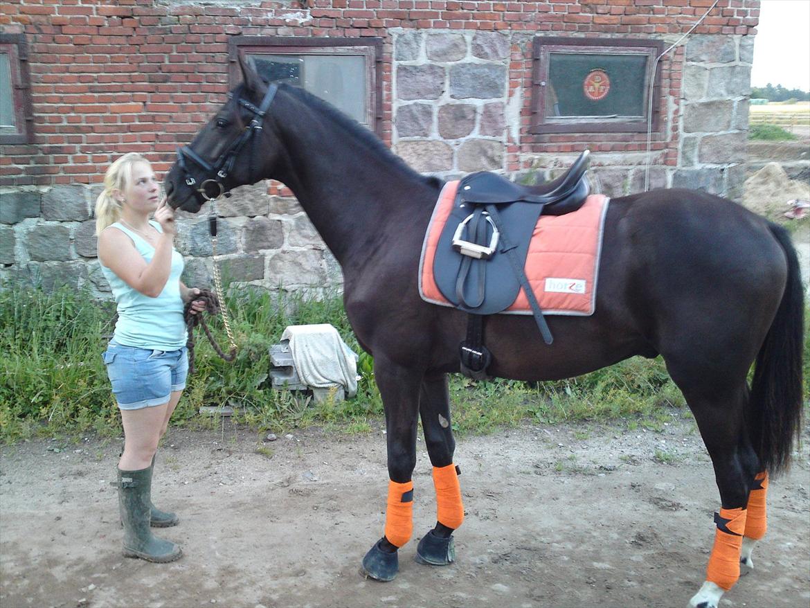 Dansk Varmblod Skovly's Lamingo - d. 20-7-2011
mor er meget stolt af sin lille baby :*
første gang med ALT udstyr på plus bid og kun anden gang med hovedtøj :)  billede 4