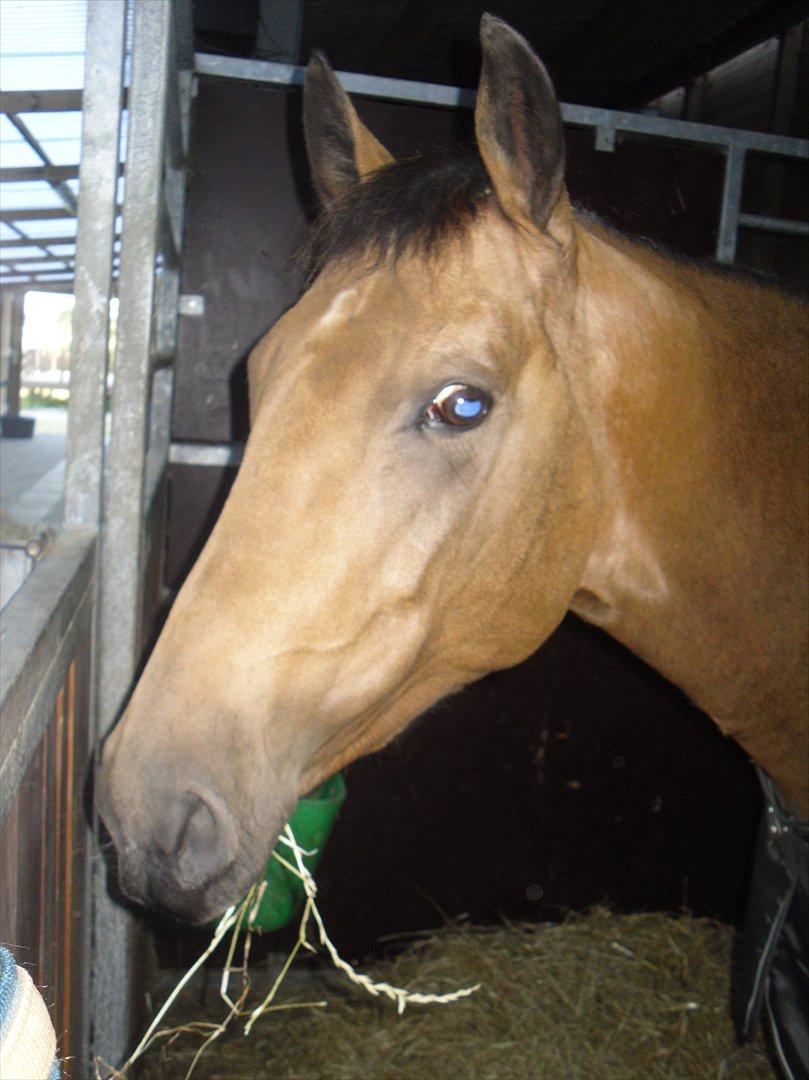 Quarter Scarlet O'Bueno - Prinsessen! :-* billede 14