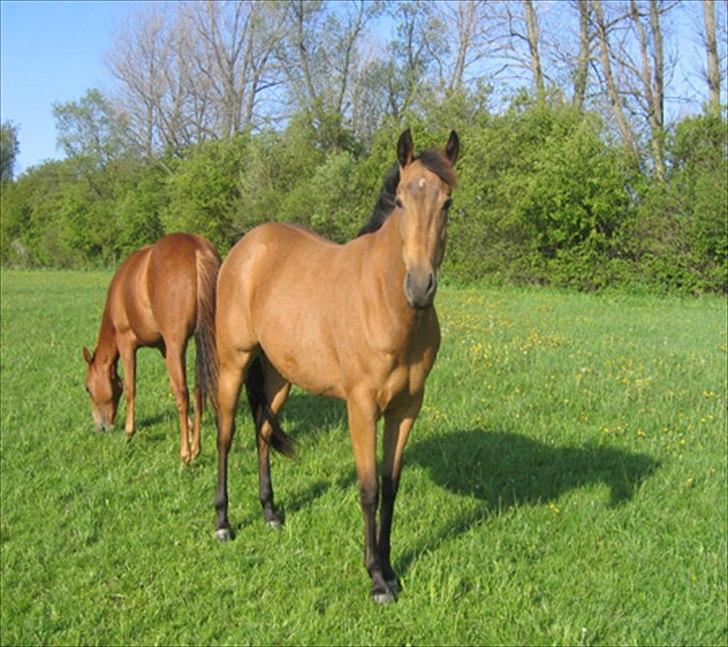 Quarter Scarlet O'Bueno - Prinsessen :-* billede 15