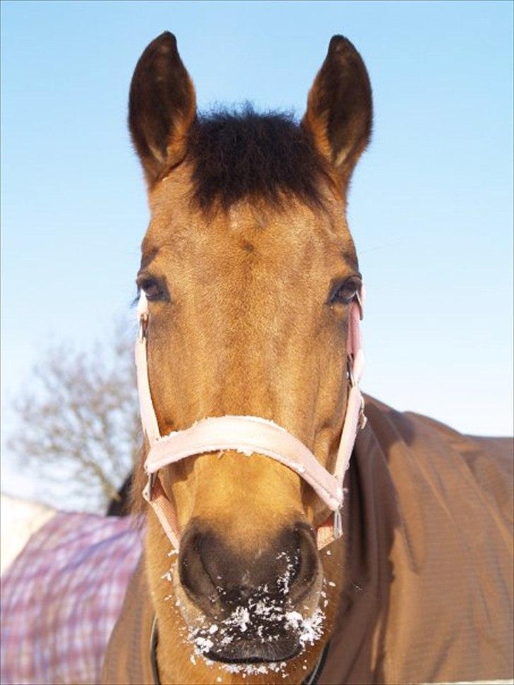 Quarter Scarlet O'Bueno - Isprinsessen :-) billede 16