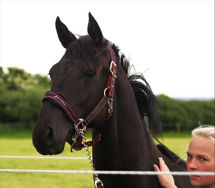 Dansk Varmblod Skovly's Lamingo - min smukke smukke hingste baby!! :) <3 billede 9