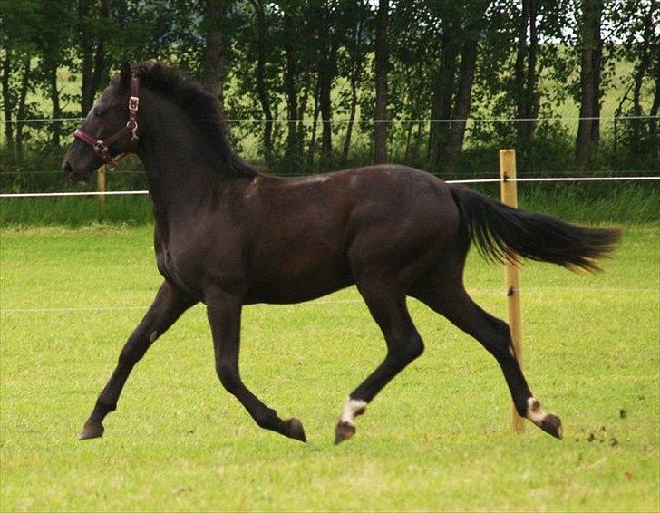 Dansk Varmblod Skovly's Lamingo - uhh min lille stjerne!!! SVÆVER!!!<3 som altid :) 
elsker dig min ynglings<3  billede 1