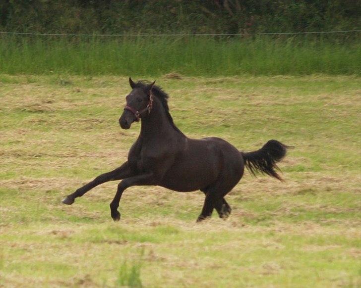 Dansk Varmblod Skovly's Lamingo - speedy goncarles <3 :) 
elsker det billede det ser så fedt ud! :)  billede 12