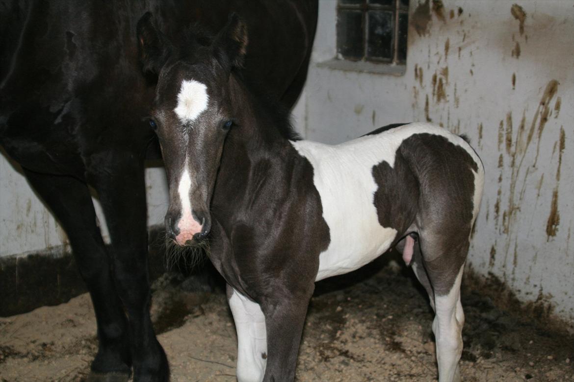 Barockpinto Paco - Paco´s føl 2011 efter Zenia af Stormarksgaarden og Paco, er han ik nuttet?? født den 17/7-2011 billede 5