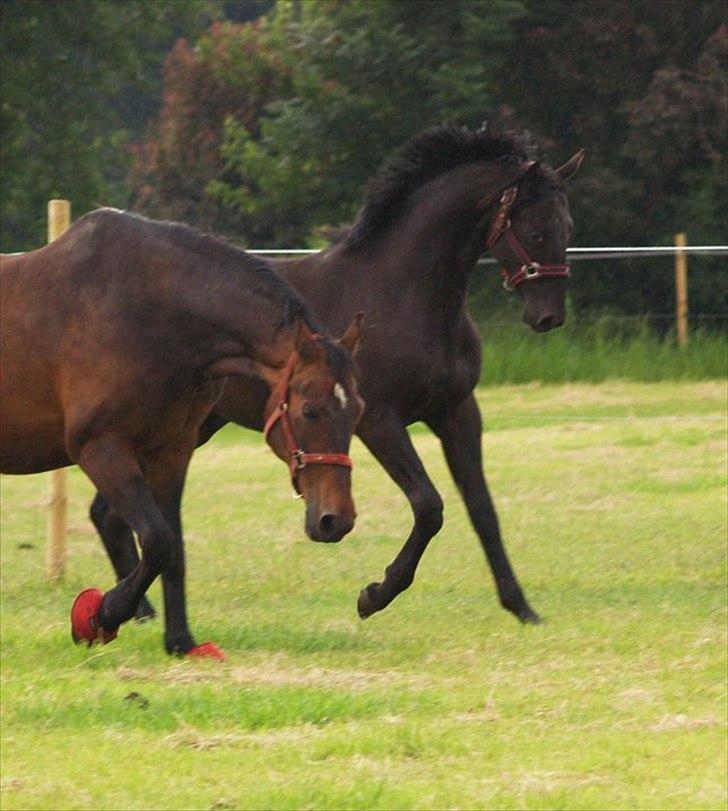 Dansk Varmblod Sir Valiant - H "R.I.P" billede 18