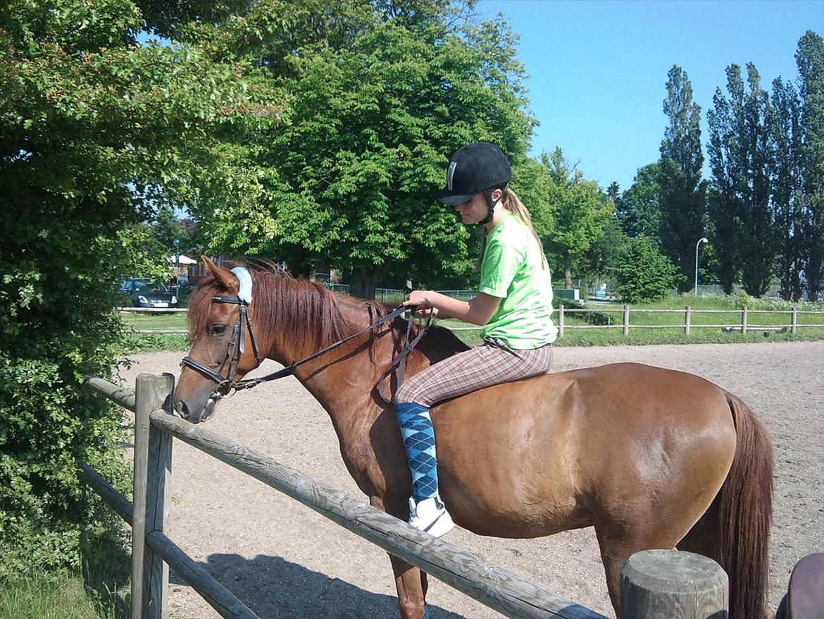 Anden særlig race Diablo billede 16