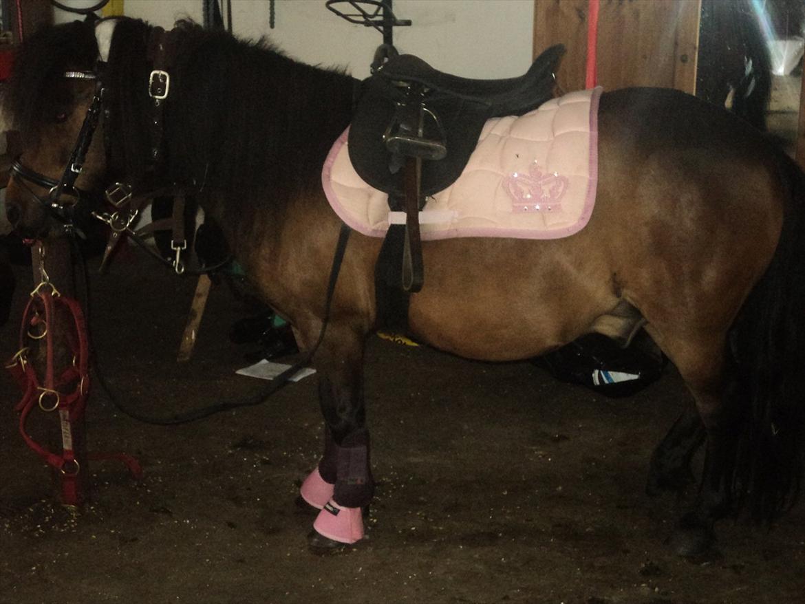 Shetlænder Rican *Rider* billede 13