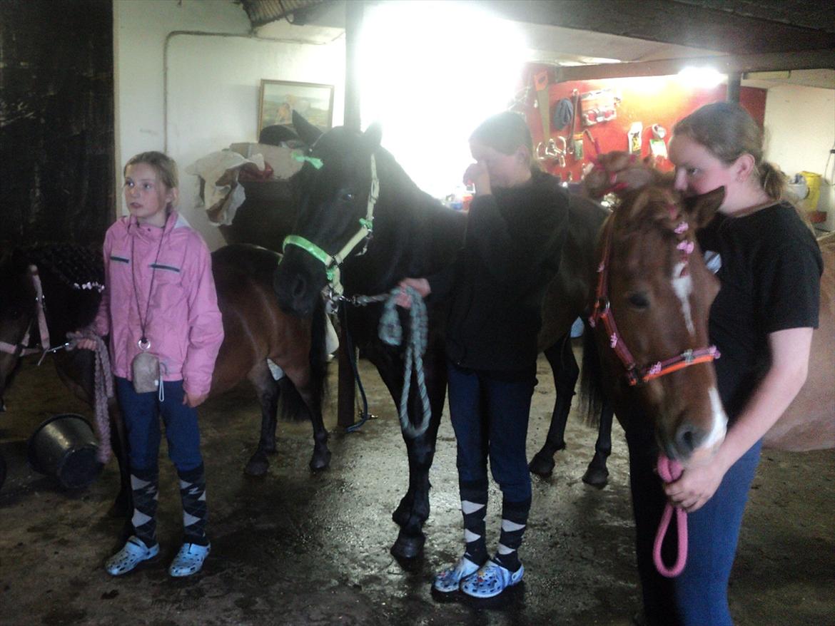 Shetlænder Rican *Rider* billede 14