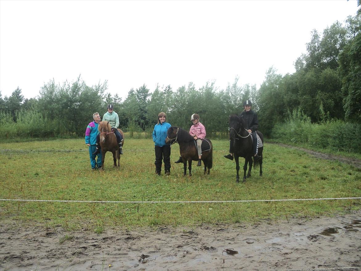 Shetlænder Rican *Rider* billede 15