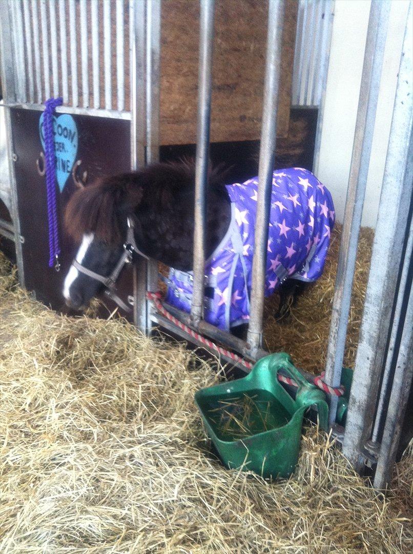 Shetlænder Bella - Er jeg ikke fin.. med mit nye dækken på.. billede 13