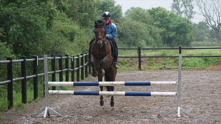 New Forest Luxie - Juli 2011, springer :D foto: charlotte billede 13