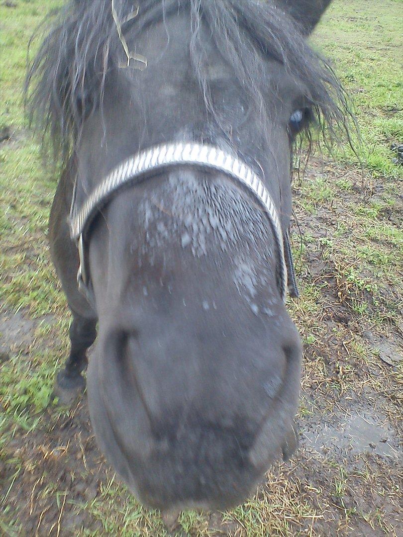 Shetlænder maggi billede 1