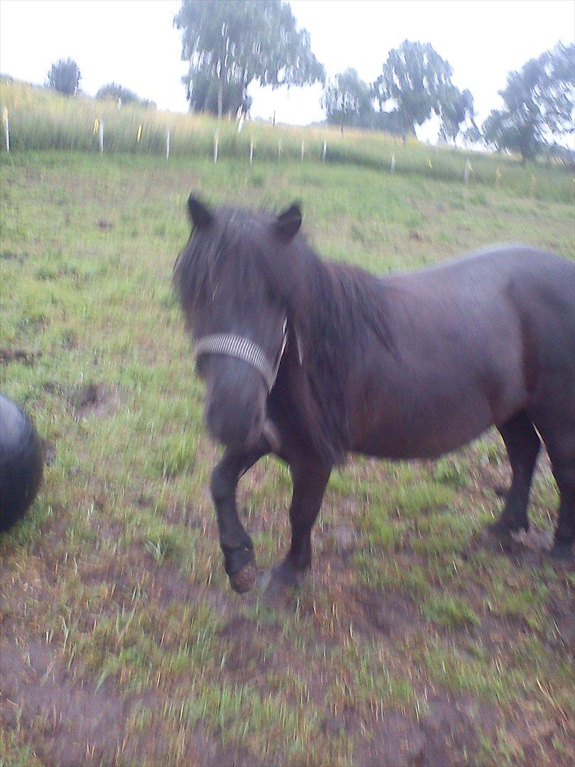 Shetlænder maggi billede 2