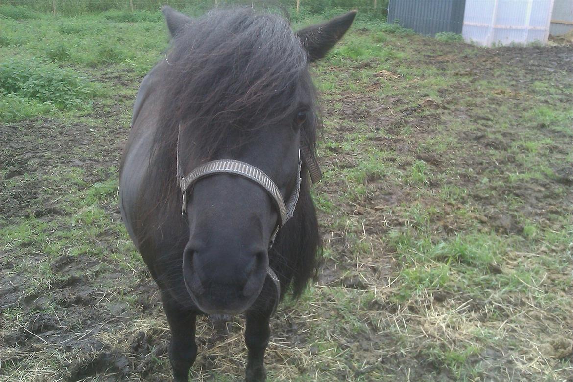 Shetlænder maggi billede 3