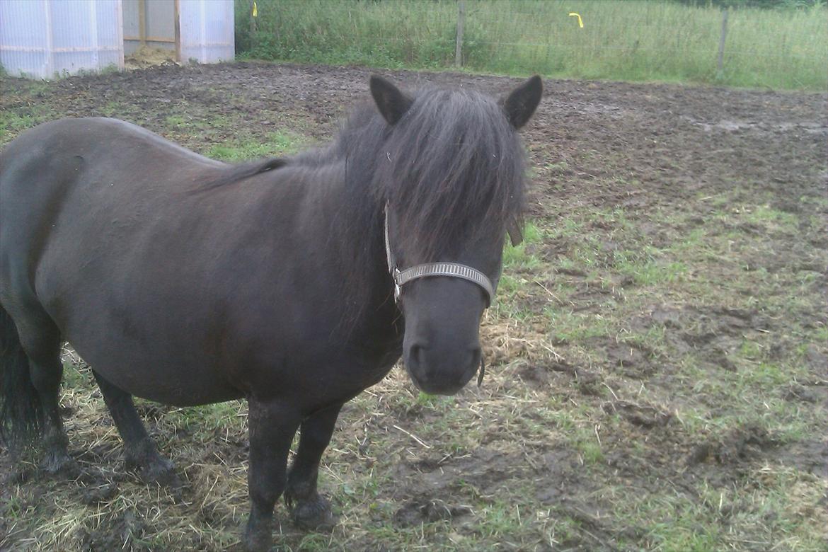 Shetlænder maggi billede 4
