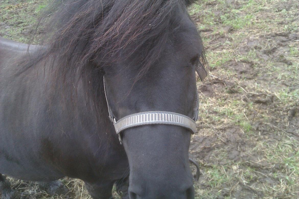 Shetlænder maggi billede 5