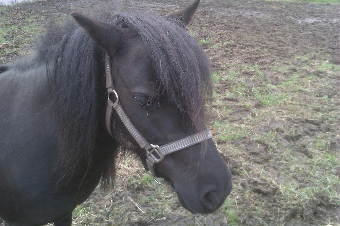 Shetlænder maggi billede 6