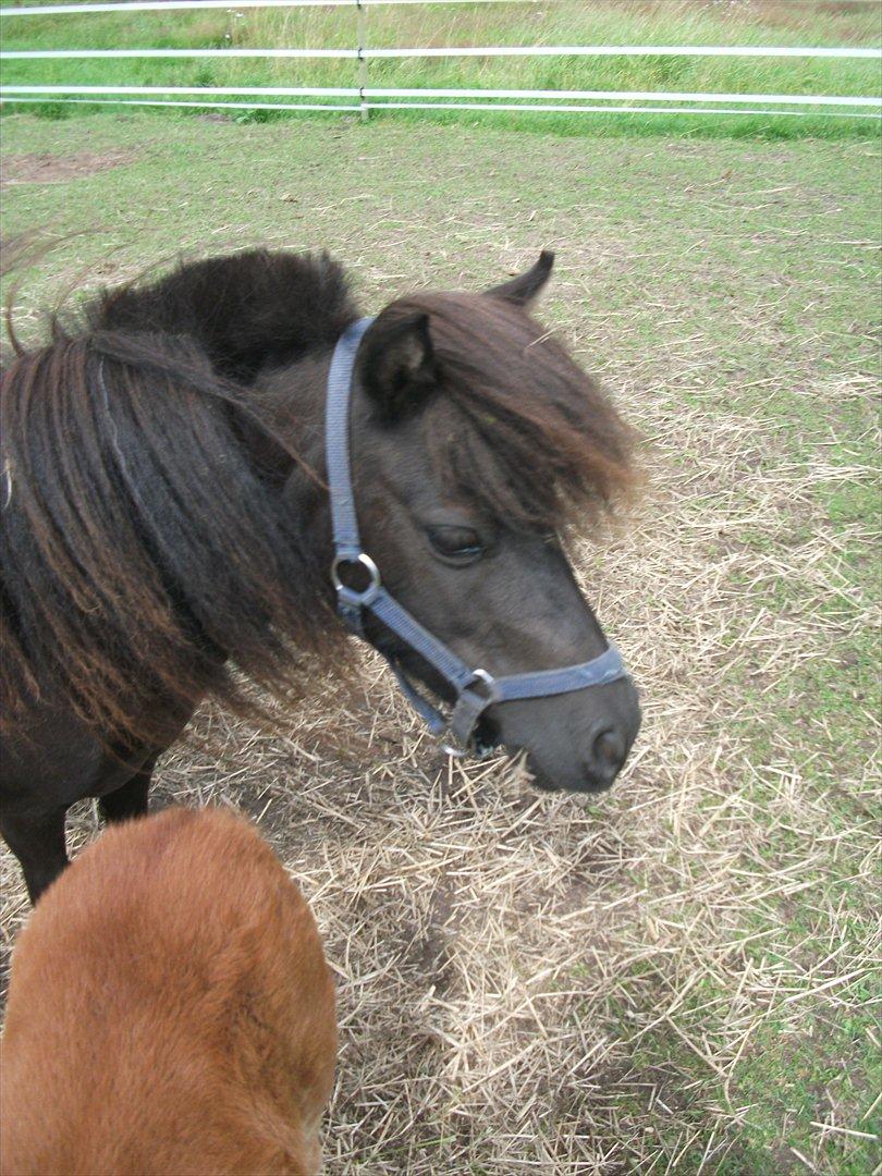 Dansk Miniature Vaseli´s Black Velvet - Velkommen til Velvet´s profil (:
*Foto:Mig* billede 2