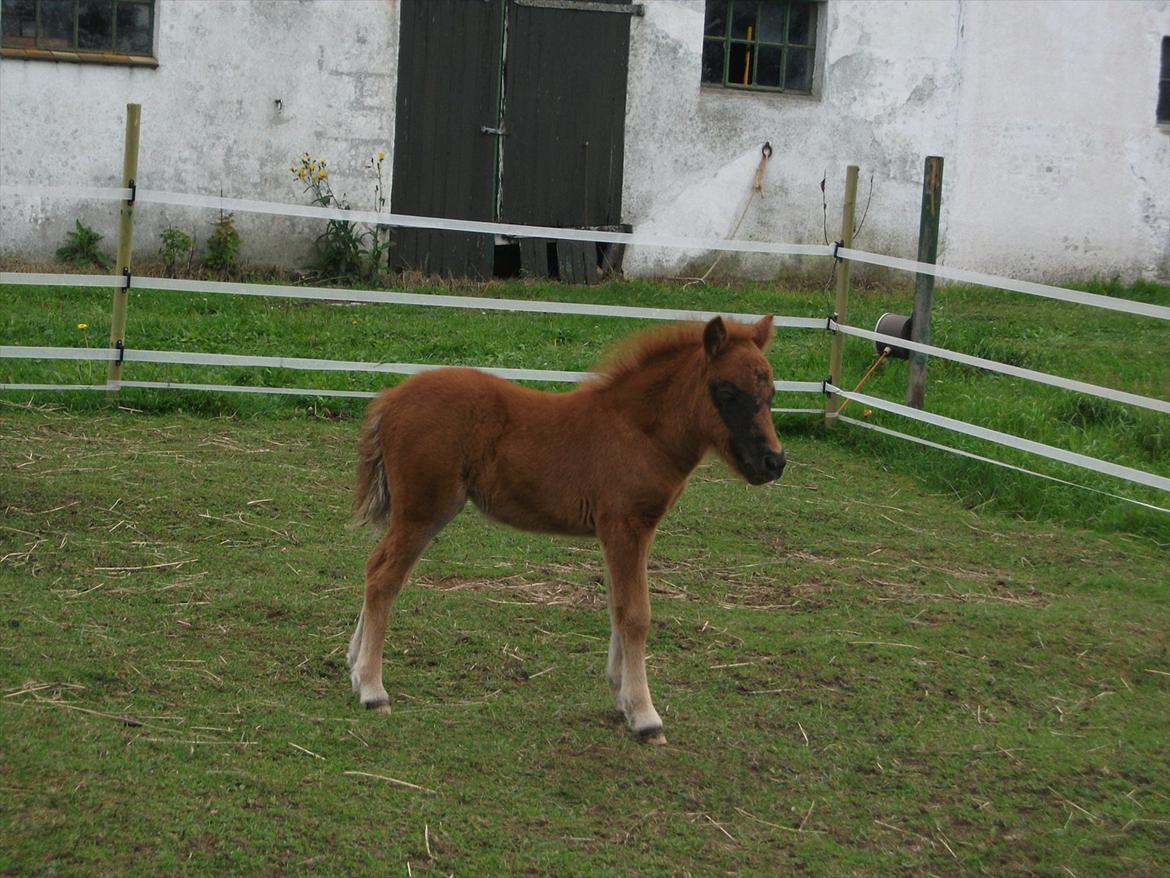 Anden særlig race Vaseli's Born Quite Easy billede 19