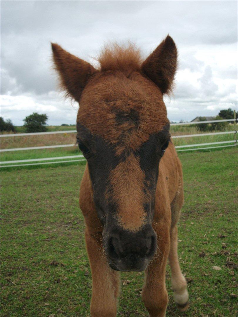 Anden særlig race Vaseli's Born Quite Easy - Velkommen til Vaseli's Burning Envy's side :)
*Foto:Mig* billede 2