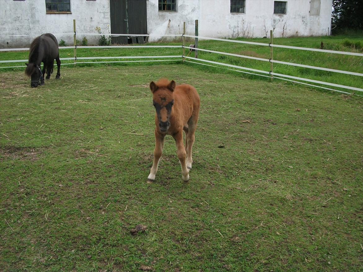 Anden særlig race Vaseli's Born Quite Easy billede 10