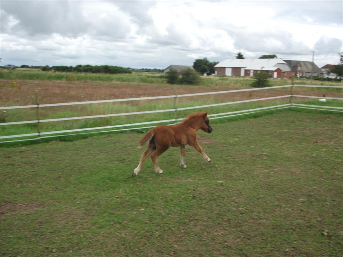 Anden særlig race Vaseli's Born Quite Easy - Envy in Action :)
*Foto:Mig* billede 20